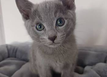 Rosyjskie niebieskie z rod 5 pok wstecz Bijou*pl