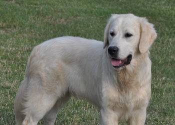 Golden retriever 11 miesięczny piesek