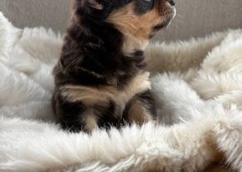 CHIHUAHUA ŚLICZNY PIESEK TRICOLOR