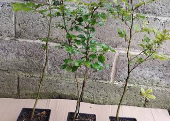 Buk zwyczajny sadzonki w doniczkach Fagus Sylvatica