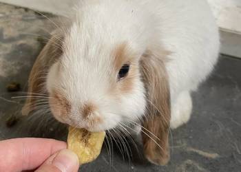 Króliki mini lop x lion head