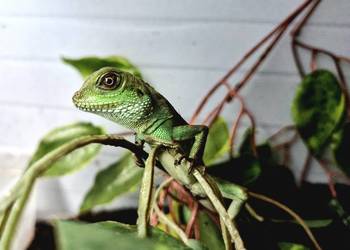 Młode Agamy Błotne