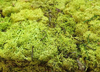 Mech naturalny. Dekoracja do stroików 300g netto. 490321