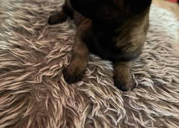 Owczarek belgijski Malinois