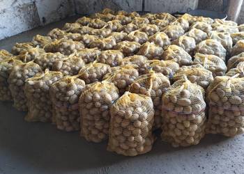 Sprzedam ziemniaki sadzeniaki odmiana Lili 35 x 50 mm 100 zł za 100 kg
