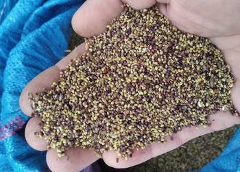 Sprzedam nasiona koniczyny czerwonej