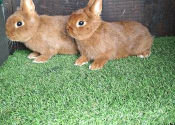 Karzełek Czerowny Rodowód Tatuaże Transport