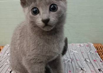 Koteczka, Rosyjski Niebieski rodowód PZF / WCF