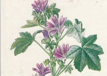 ROŚLINY LECZNICZE ROŚLINY LECZNICZE