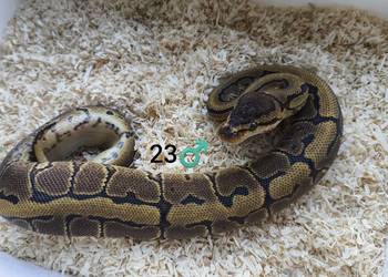 Pyton Królewski Regius Samiec Pyton Królewski Regius Samiec