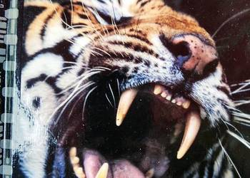 Tygrysy władcy mokradeł księgarnia muzyczna Warszawa