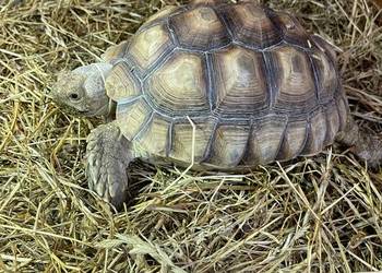 Zółw pustnyy żółw lądowy centrochelys sulcata