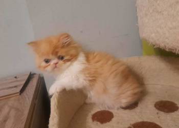 Kotka perska rudo-biszkoptowo-biała