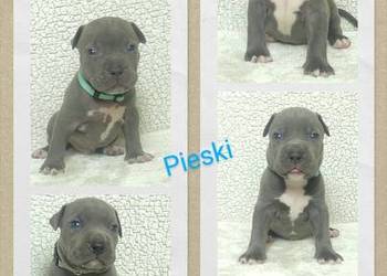 American staffordshire terrier