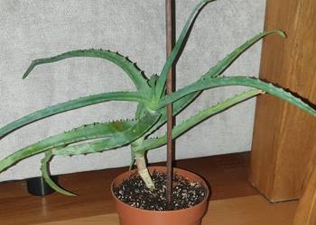 Aloes, sukulent, wysokość 32cm