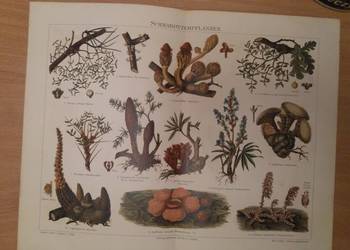 Stara niemiecka rycina z Meyers Lexikon z 1897 roku