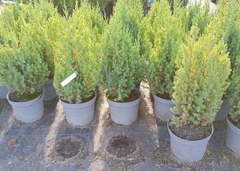 Juniperus chinensis - Jałowiec chiński SAN JOSE