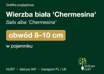 Wierzba biała 'Chermesina' obwód 8-10 cm, w pojemniku – HURT