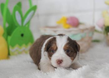 Amerykański Owczarek Miniaturowy FCI