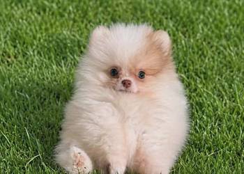 Szpic miniaturowy pomeranian