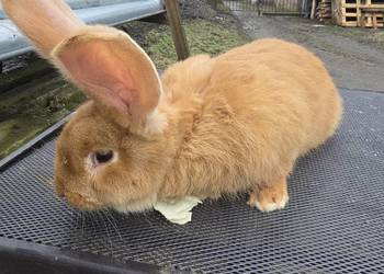 Króliki belgijskie i barany francuskie