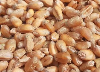 Sprzedam PSZENICE  PSZENZYTO