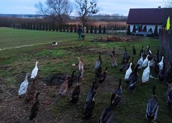 Kaczki biegusy, biegusy indyjskie.