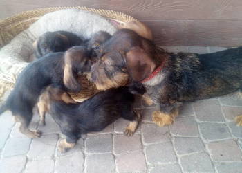 Jamnik szorstkowłosy miniatura