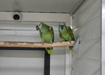 Amazonki niebieskoczelne