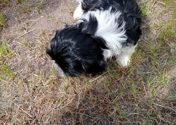 Shih tzu suczka