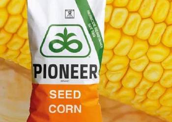 P8834 kukurydza pioneer premium
