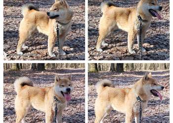 Roczny, czerwony samczyk Shiba Inu