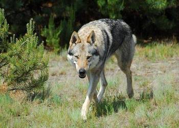 Wilczak Czechosłowacki - prawdziwe 100% rasowe szczeniaczki ZKwP/FCI