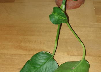 Epipremnum, epi, roślina rosnąca