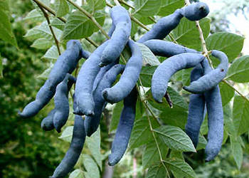 PAŁECZNIK CHIŃSKI Decaisnea fargesii - NASIONA 150 sztuk - 10g.