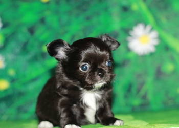 Chihuahua długowłosy chłopiec ZKwP FCI