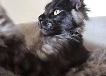 Phantome Noir – wyjątkowy kocurek Maine Coon black smoke FPL, do hodowli