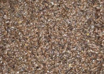 Siemię lniane z lnu włóknistego