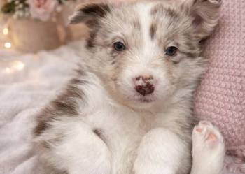 Szczeniak border collie piesek