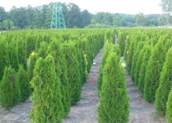 THUJA SMARAGD TUJA SZMARAGD 80-100CM! DOSTAWA GRATIS