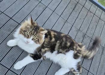 Maine Coon reproduktor