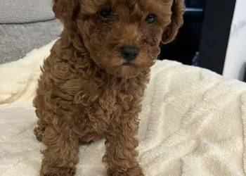 Pudel Miniatura Red samica