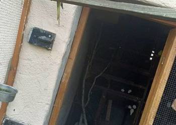 Sprzedam ptaki kolorowe