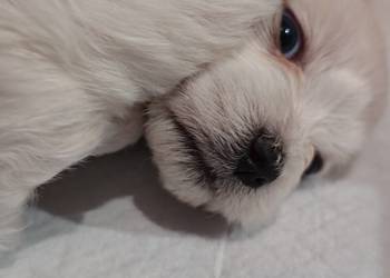 Maltańczyk piesek z domowej hodowli