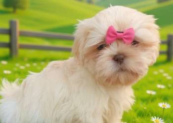 Piękna biała suczka rasy Shih-Tzu szuka domku