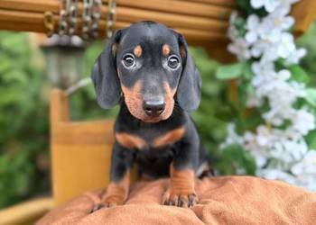 Piękny piesek Jamnik miniaturowy czarny podpalany z rodowodem