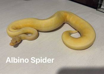 Wąż pyton królewski oraz boa