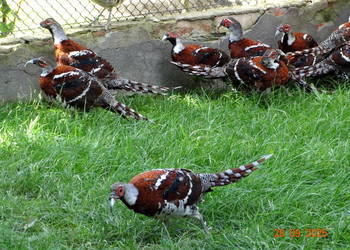 Sprzedam Bażanty Kasztanowe Elioty (Bażant) z 2025 - Samce i Samice Sprzedam Bażanty Kasztanowe Elioty (Bażant) z 2025 - Samce i Samice