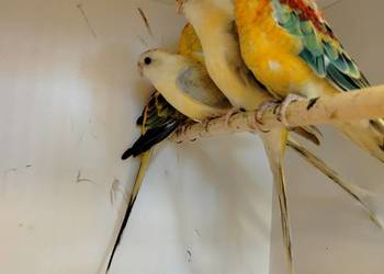 Młode świetgoty 2025