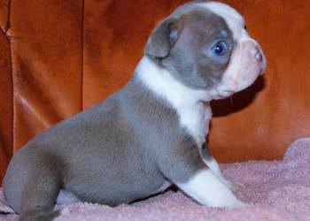 Boston Terrier color